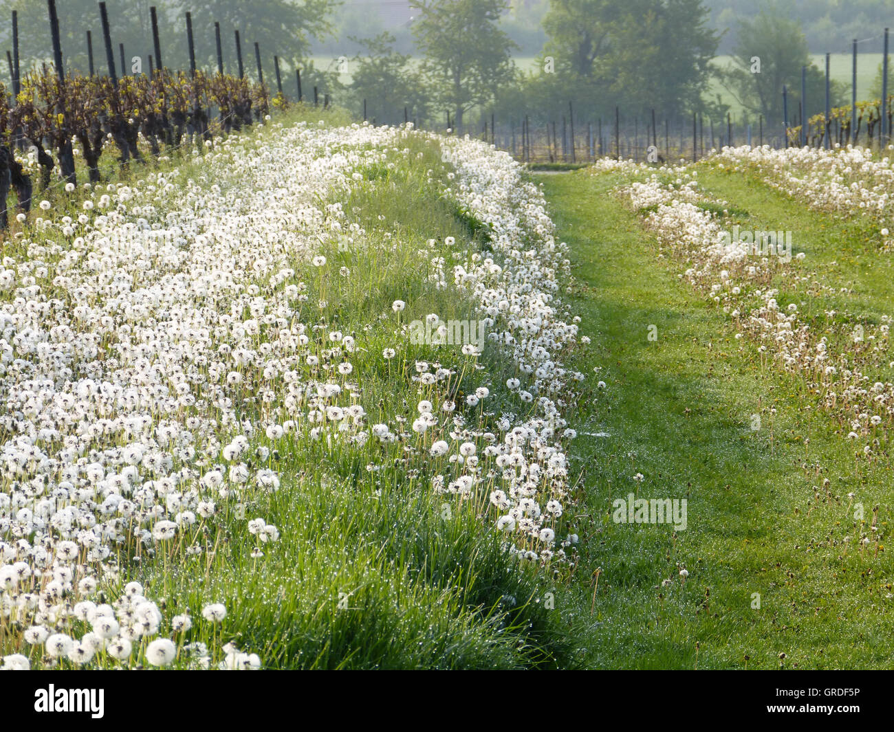 Dandelions In A Vineyard, Organic Winegrowing In Rhinehesse, Germany, Europe Stock Photo