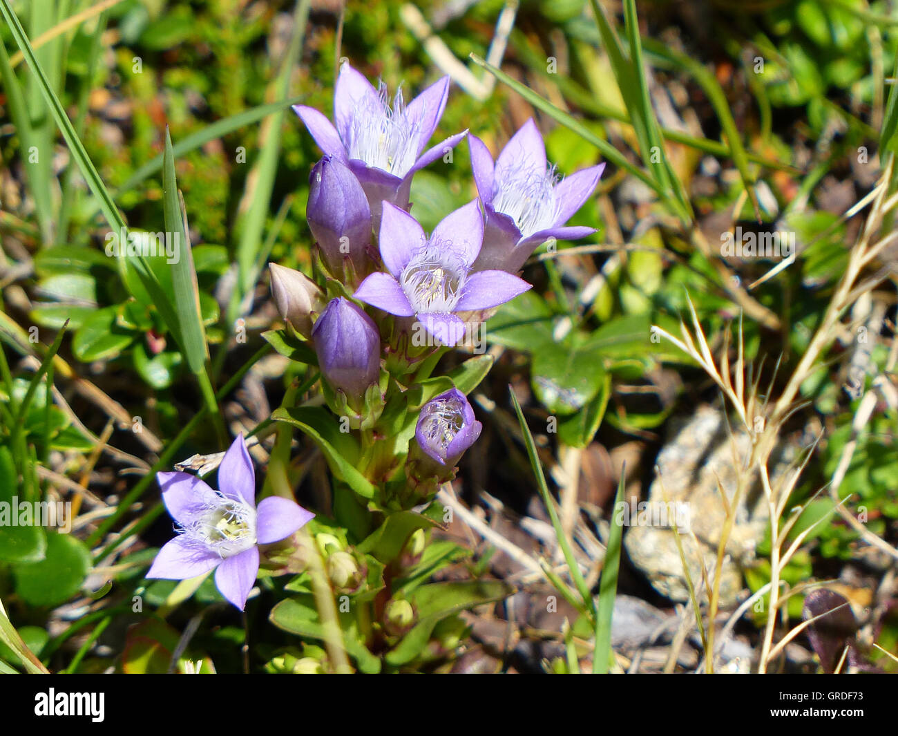 Gentian violet hires stock photography and images Alamy
