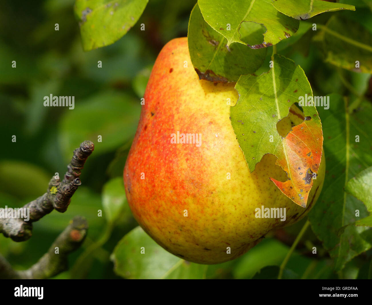 Ripe pear hi-res stock photography and images - Alamy