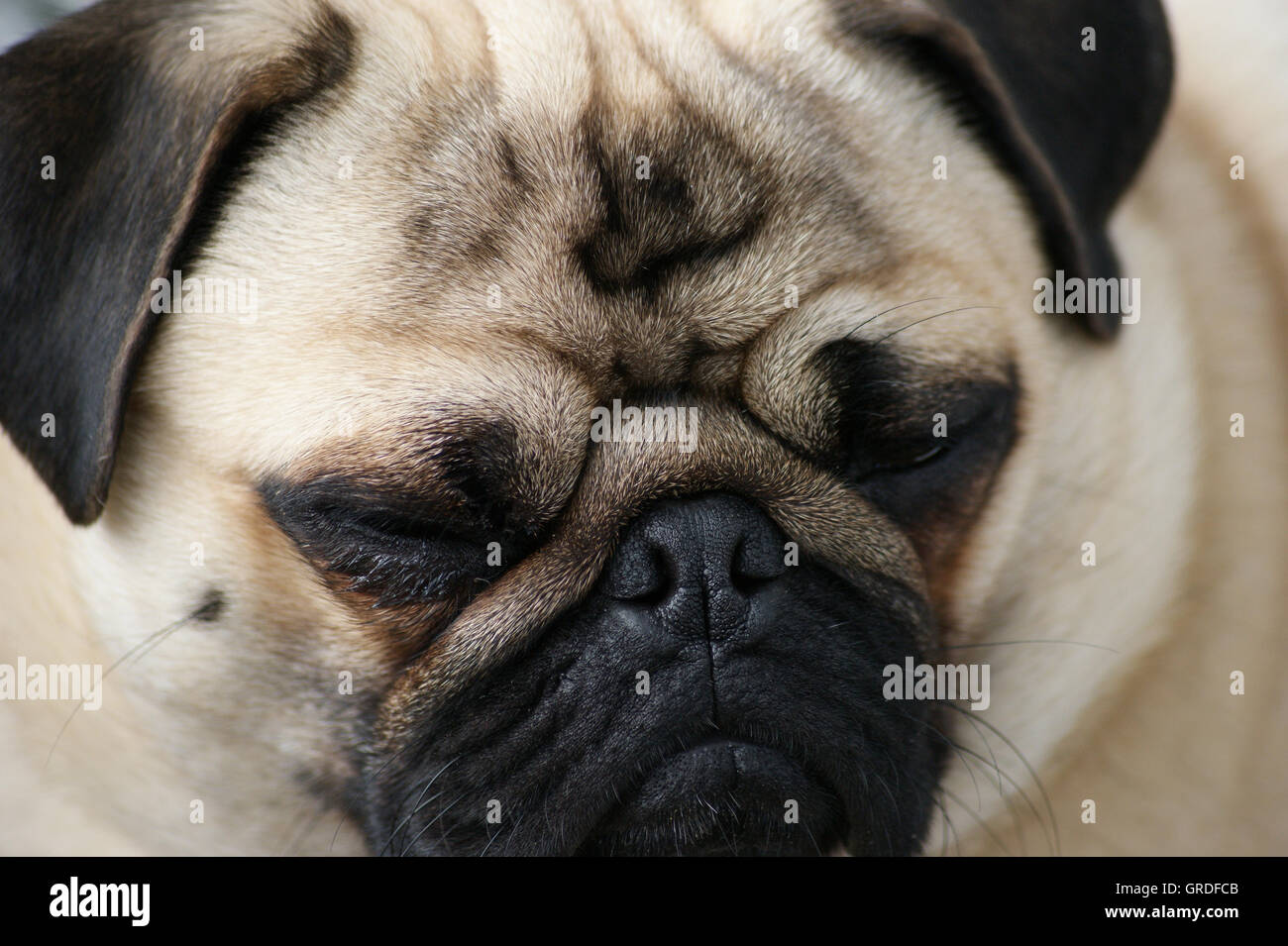 Beige Pug, A Little Bit Arrogant Stock Photo
