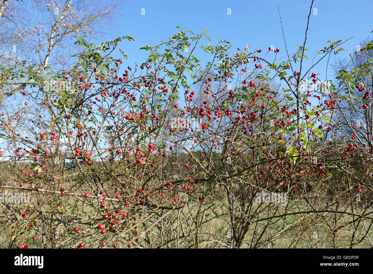 Mature Rose Bush High Resolution Stock Photography and Images - Alamy