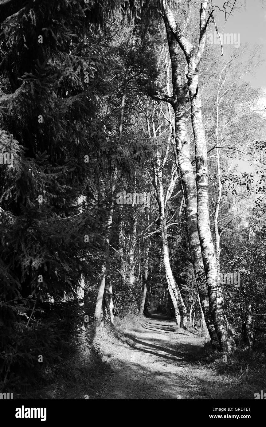 Forest, Forest Track In Black And White Stock Photo