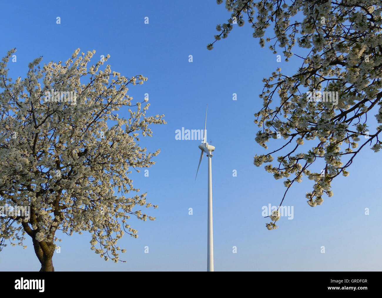 Wind Wheel Between Blossoming Cherry Trees, Renewable Energy, Harmony