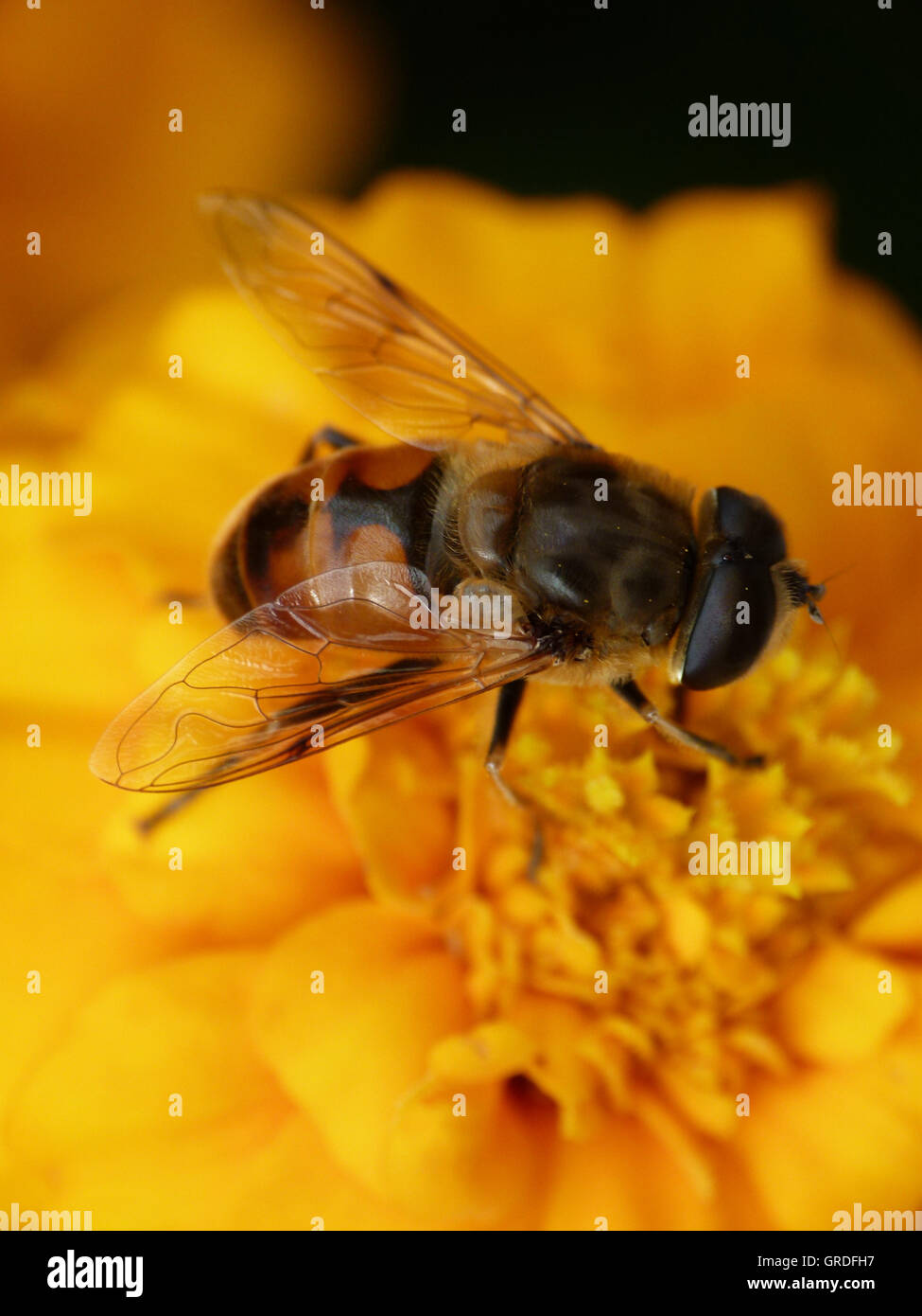 Honeybee On Yellow Tagetes Flower Stock Photo