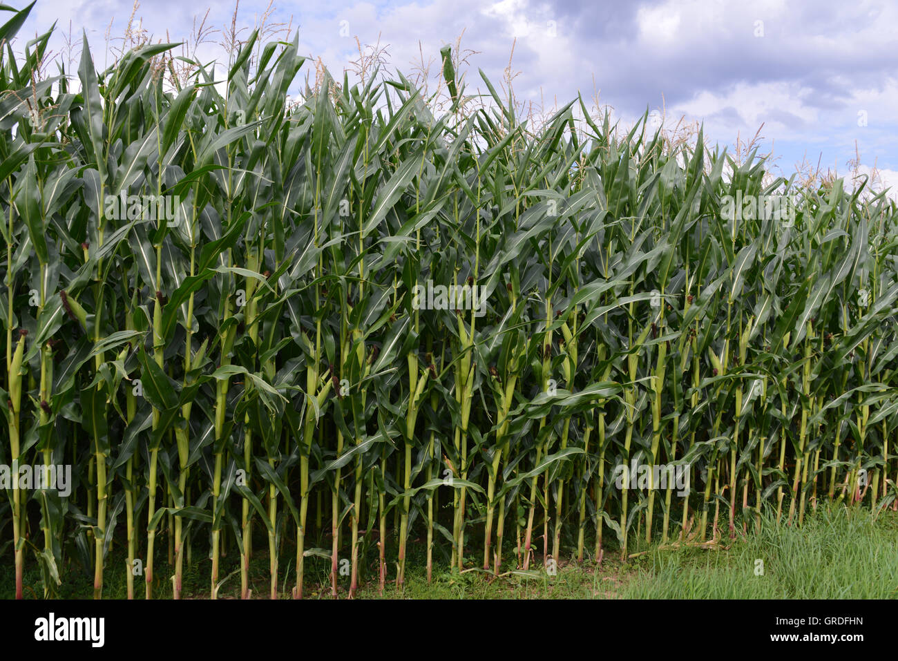 Cornfield, Maize Field Stock Photo
