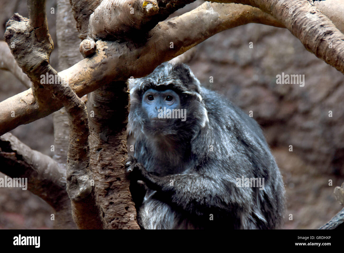 Ebony Langur monkey watching over a tree Stock Photo