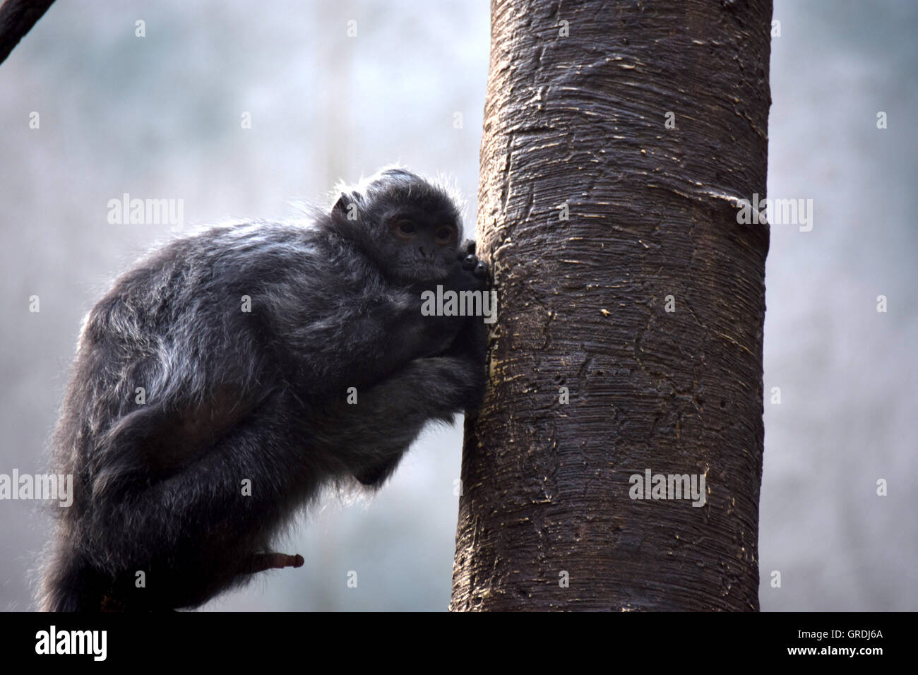 Ebony Langur monkey over a tree Stock Photo