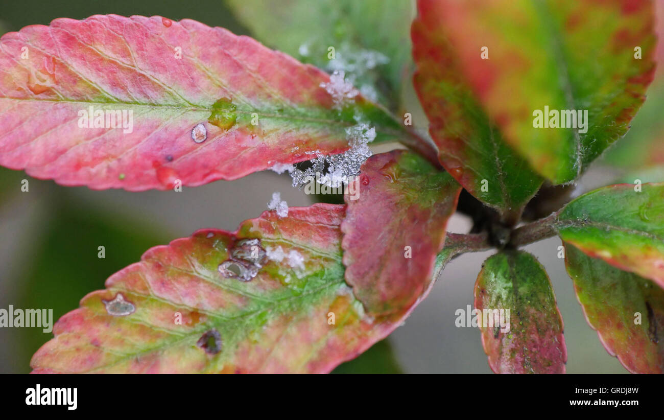A Few Snowflakes, Snow Crystals On Pyracantha Leaves Stock Photo