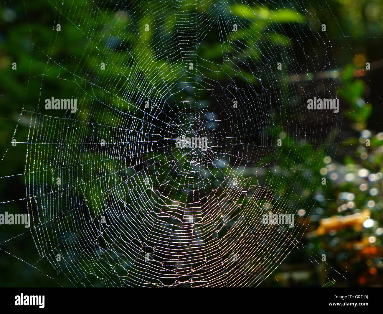 huge spider web
