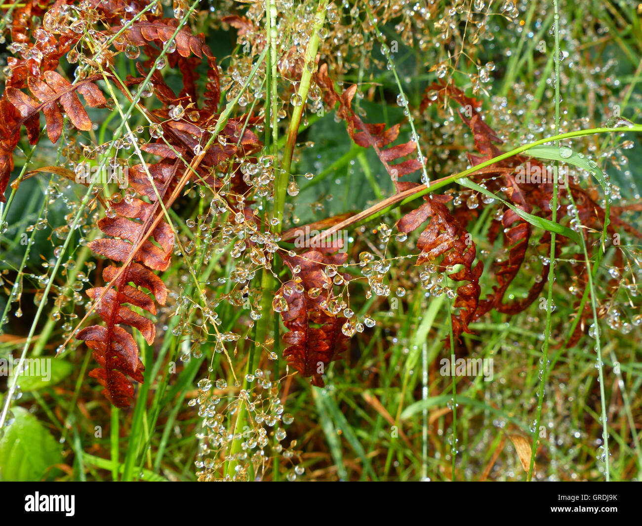 Dewdrop On Grasses And Ferns Stock Photo