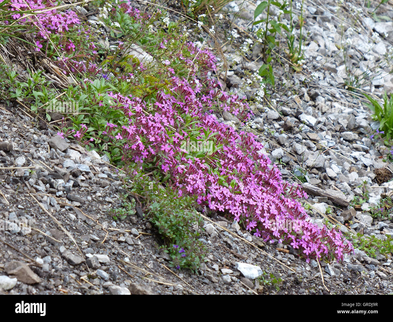 Cushion Pink Moss Campion, Silene Acaulis, Alpine Plant Stock Photo