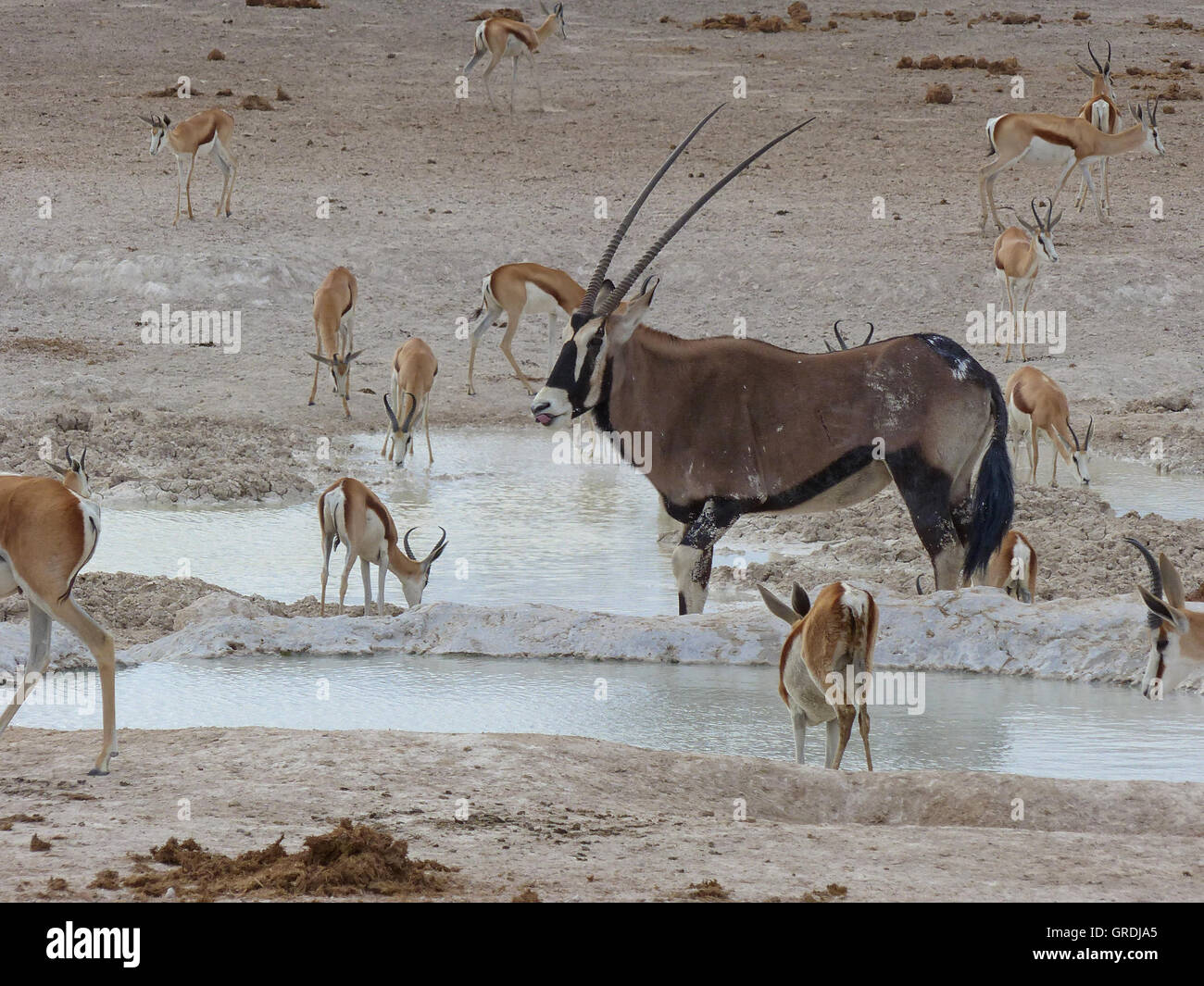 Oryx And Springboks At A Waterhole, Namibia Stock Photo