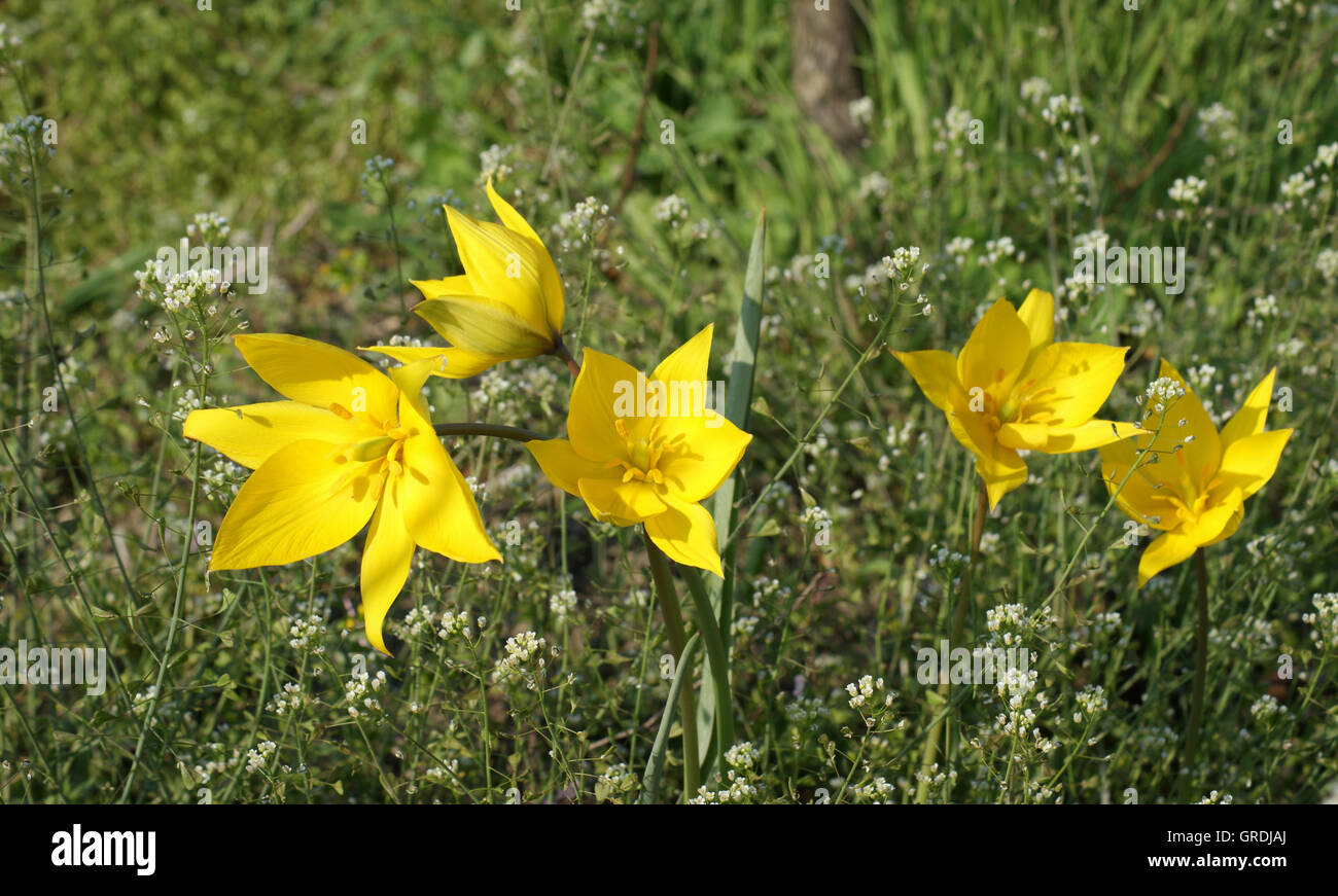 Yellow Wild Tulips, Tulipa Sylvestris, In A Vineyard Near Gau-Odernheim, Rhineland-Palatinate, Germany, Europe Stock Photo
