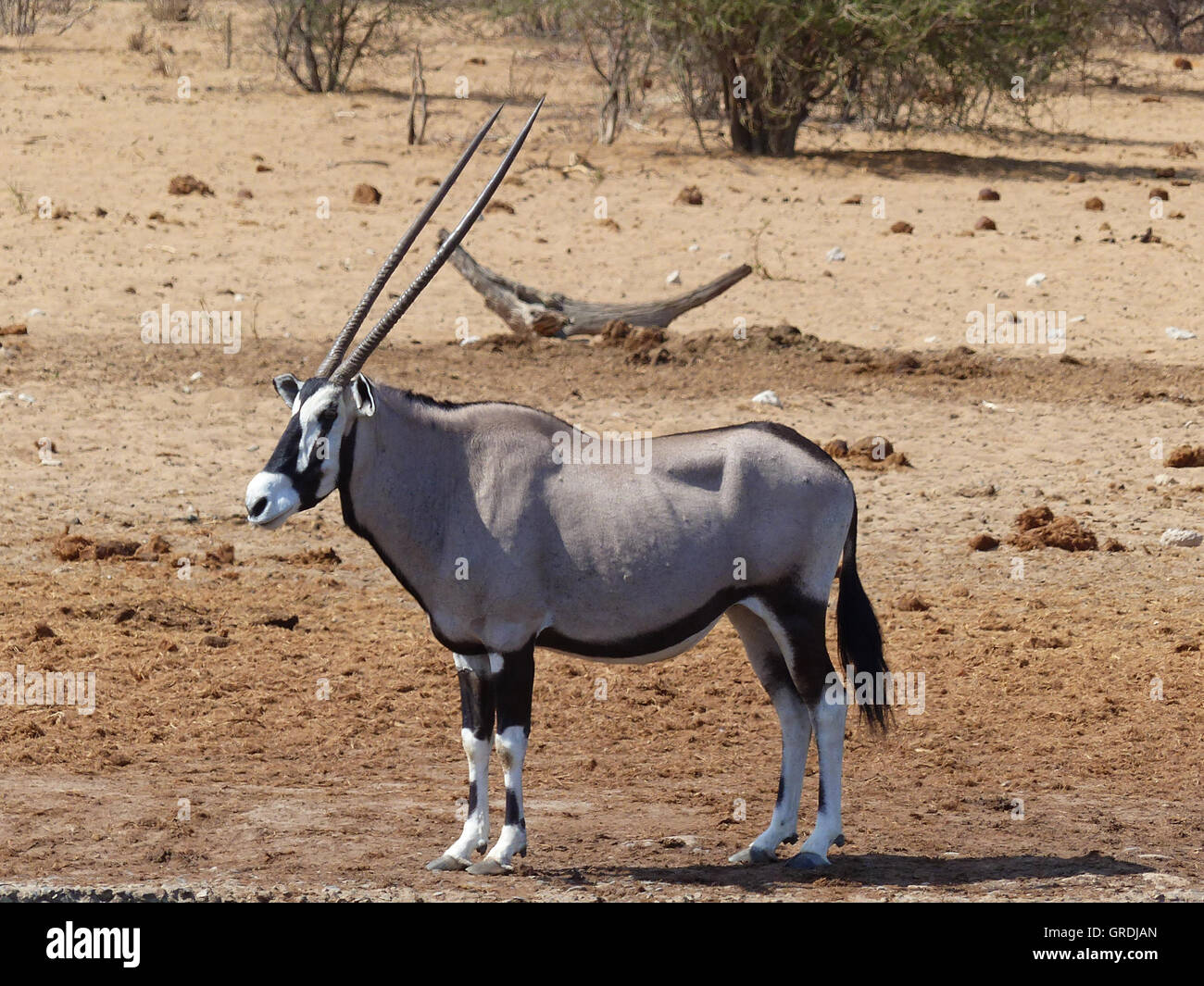 Oryx, Namibia Stock Photo