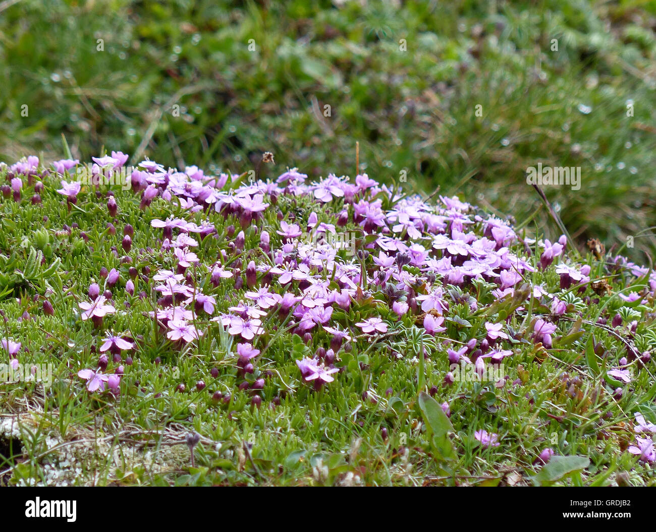 Cushion Pink Moss Campion, Silene Acaulis, Alpine Plant Stock Photo