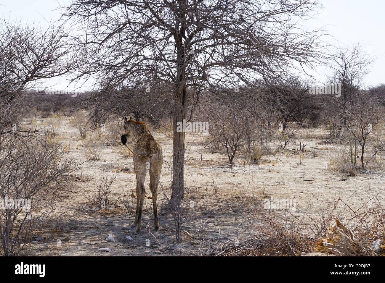 Giraffe In The Bush, Namibia, Tickling In The Face With Her Tail Stock Photo