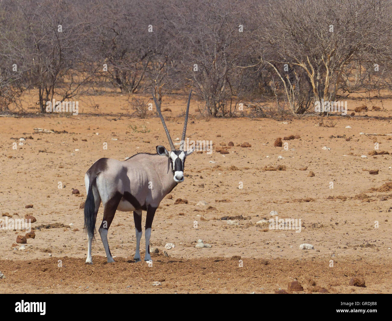 Oryx, Namibia Stock Photo