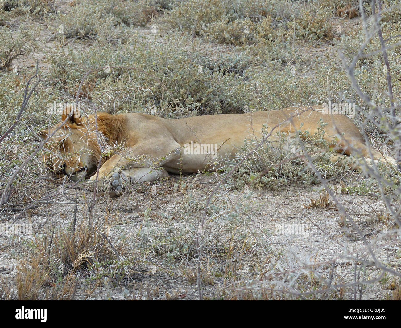 Sleeping Lion, Male Lion Stock Photo