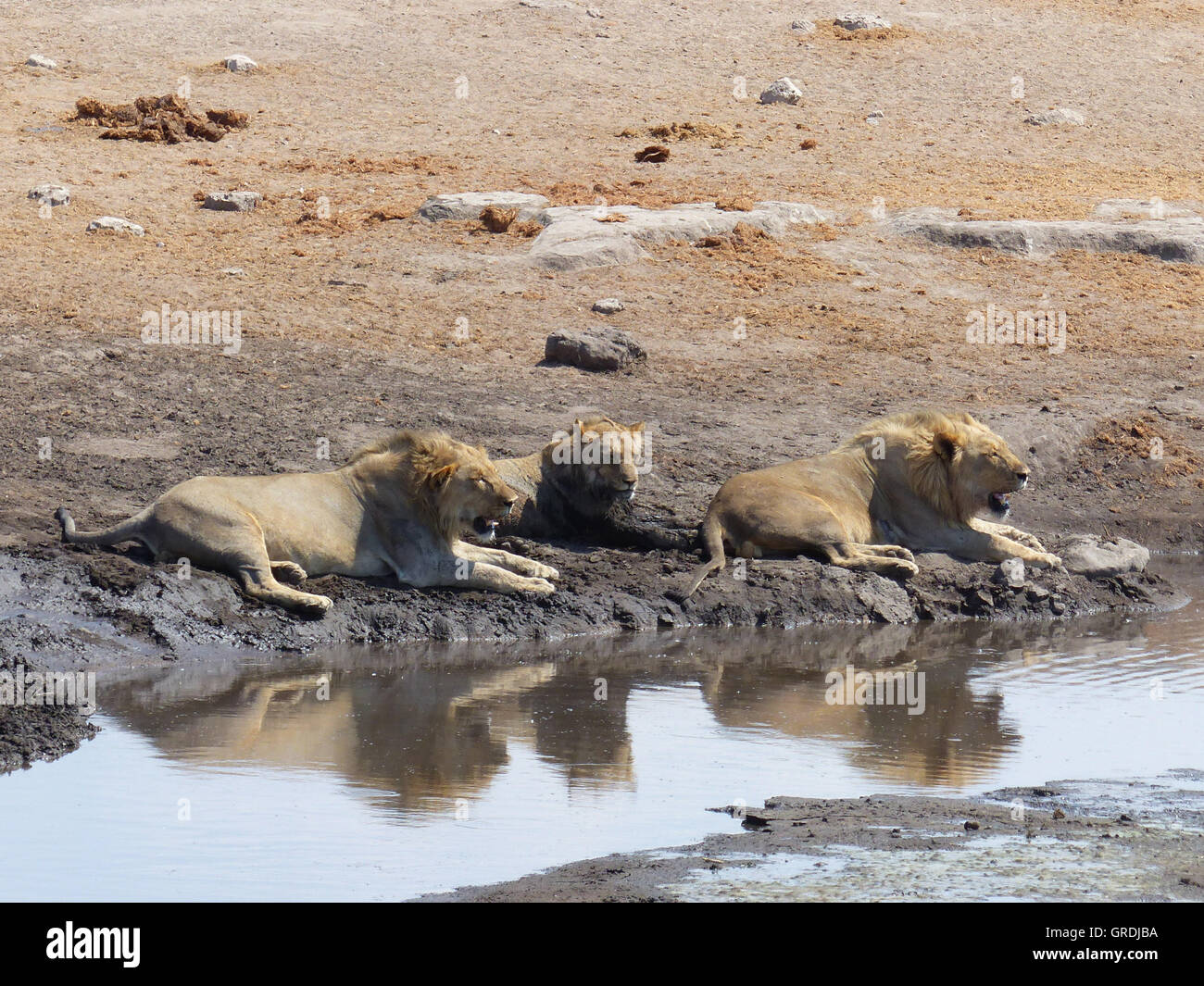 Three Whopping Lions Lying At A Waterhole, Namibia Stock Photo