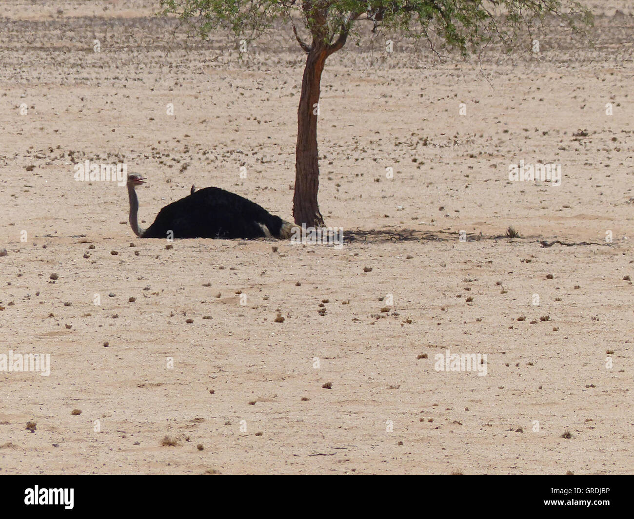 Brooding Ostrich Under A Tree Stock Photo