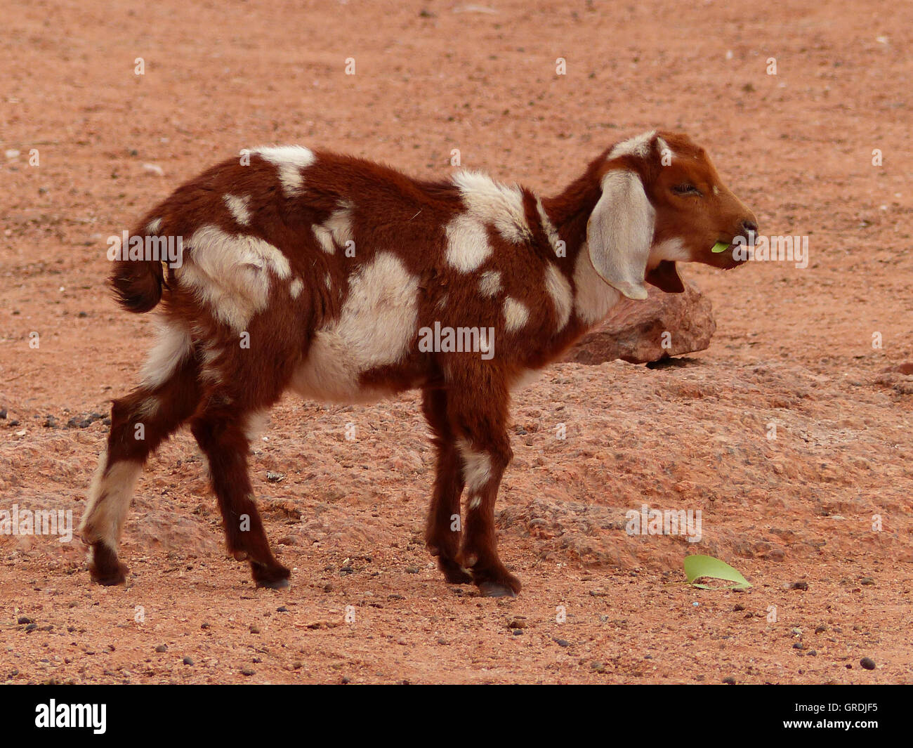 Namibia goat hires stock photography and images Alamy