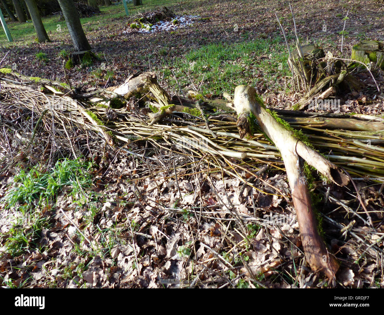 For A Fence, A Wall, Piled Branches And Twigs On The Forest Edge, Brushwood Fence Stock Photo