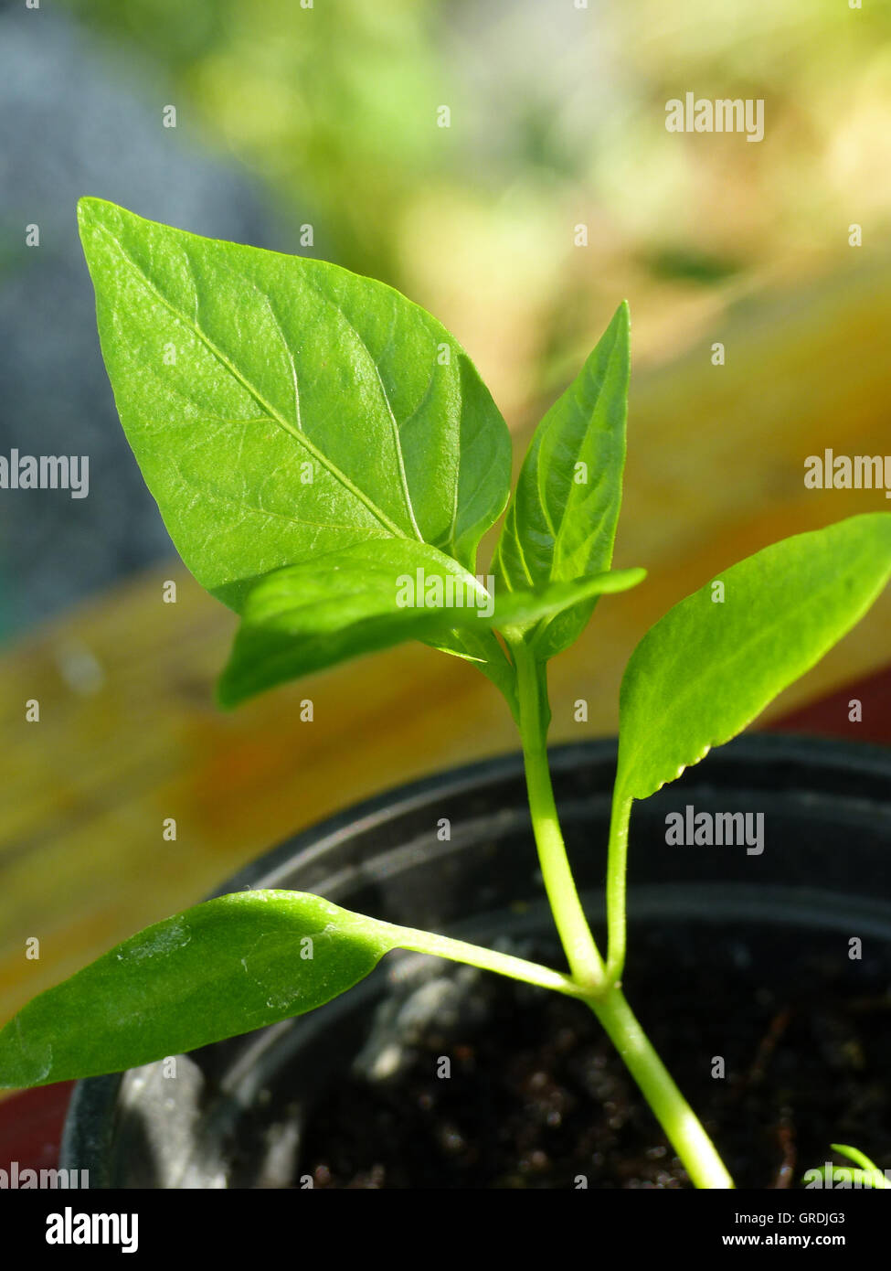 Young pepper plants hires stock photography and images Alamy