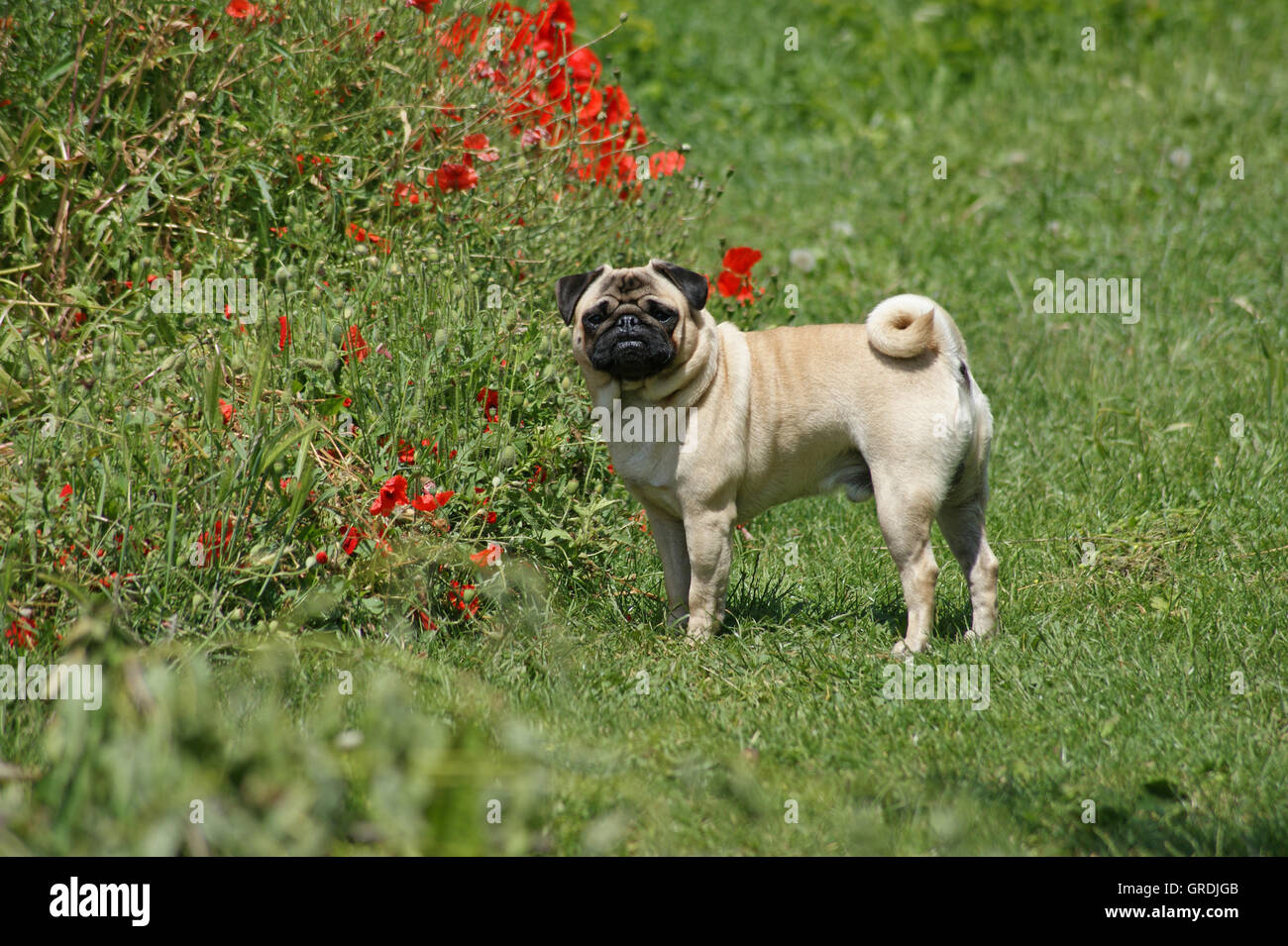 Beige Pug Waiting On A Flower-Meadow Stock Photo