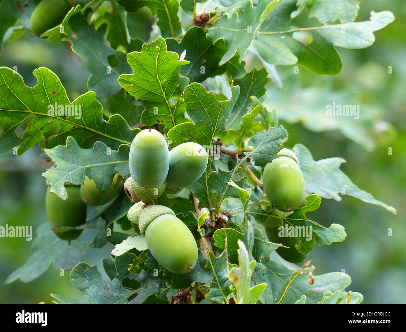 Oak Tree Quercus at Jean Caldwell blog