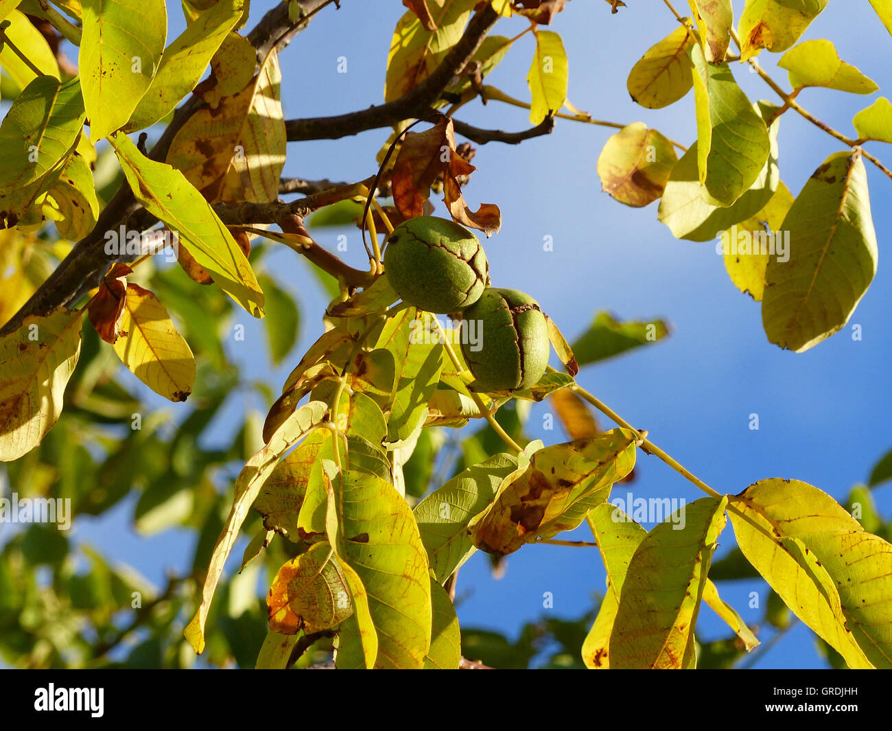Walnuttree hires stock photography and images Alamy