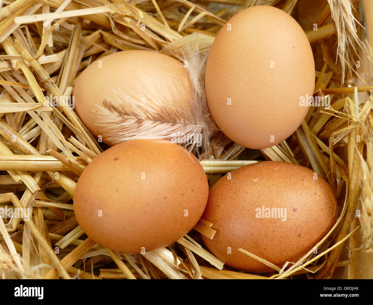 Brown Eggs On Straw Stock Photo - Alamy
