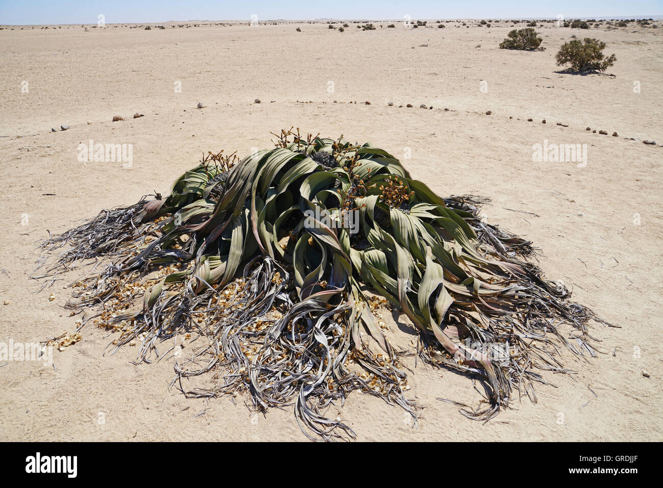 2000 Year Old Welwitschia Plantnamib Desertwelwitschia Mirabilismost Famous And Oldest Plant 6493