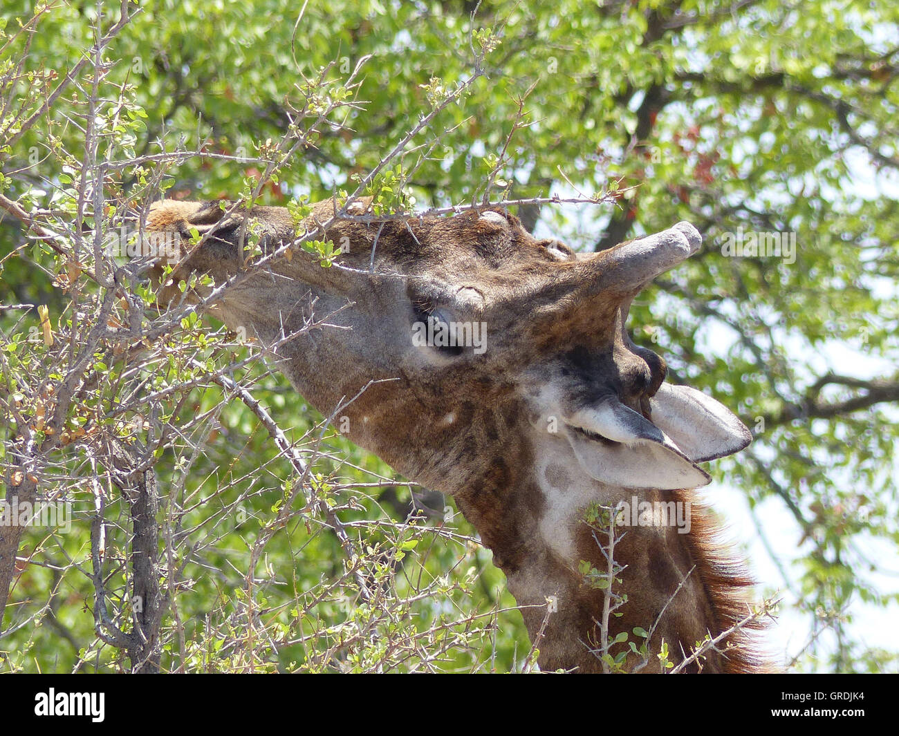 Giraffe Eating From Thorny Plant, Portrait Stock Photo