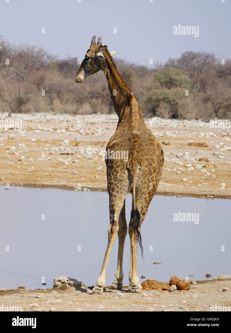 Giraffe At A Waterhole, Namibia Stock Photo