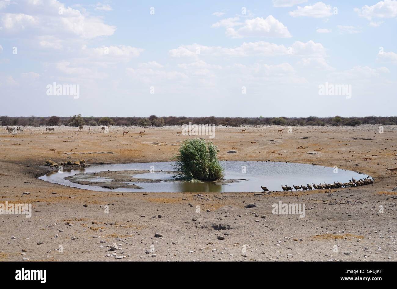 Waterhole With Lots Of Wild Animlas, Namibia Stock Photo