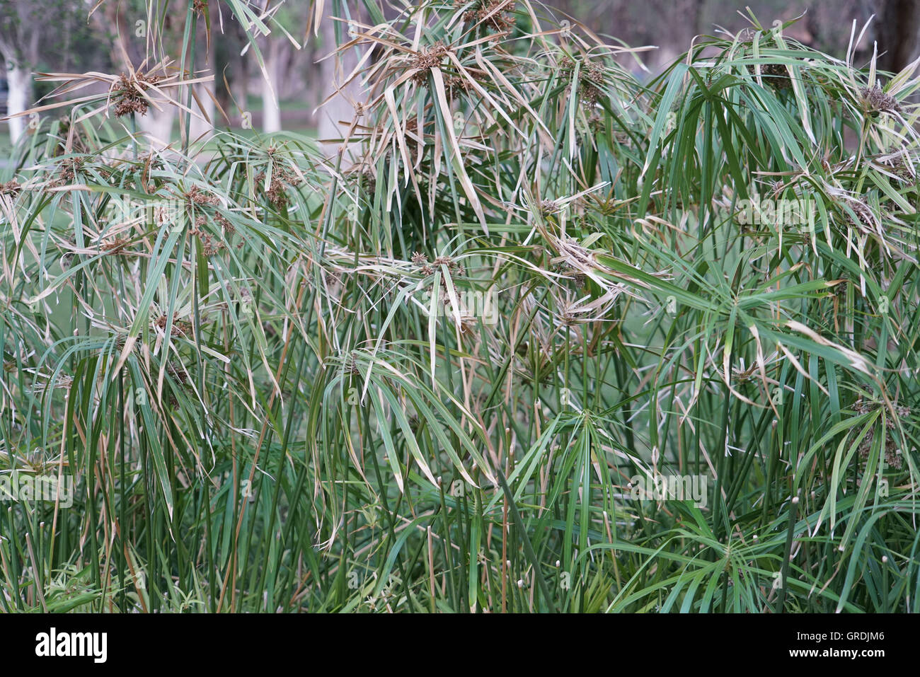 Tall Flatsedge, Cyperus Stock Photo