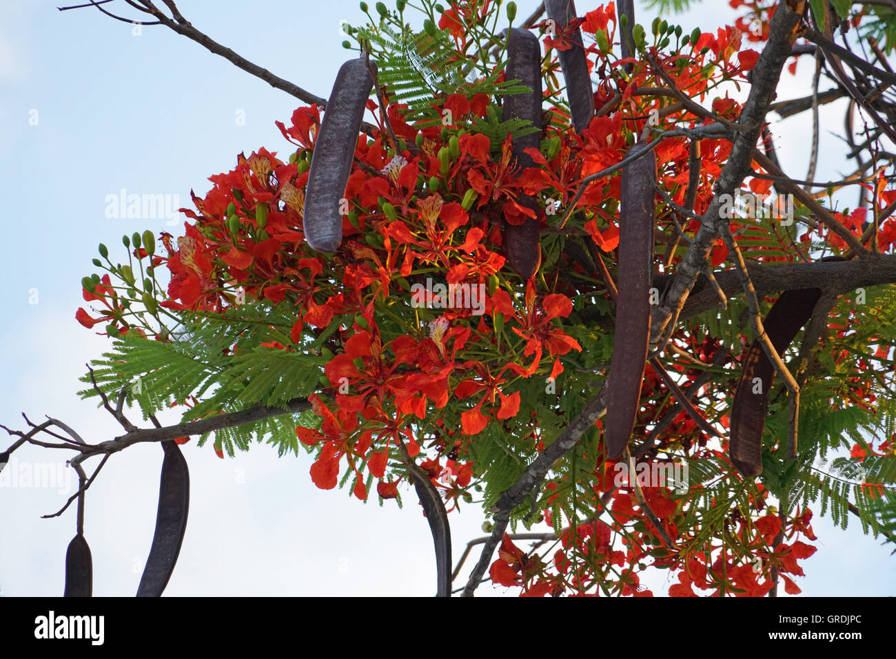 Flame Tree, Delonix Regia, Namibia Stock Photo
