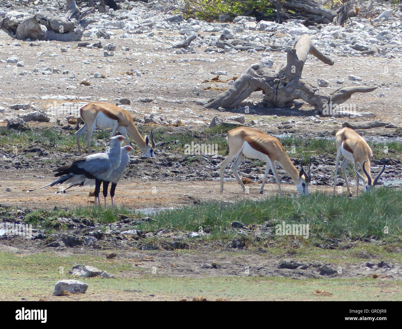 Secretary Birds, Sagittarius Serpentarius And Springboks, Namibia Stock Photo