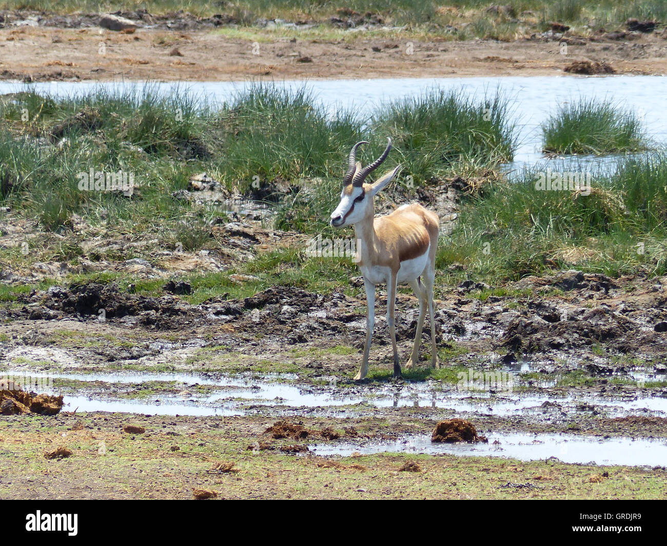 Springbok Antidorcas At A Waterhole, Namibia Stock Photo