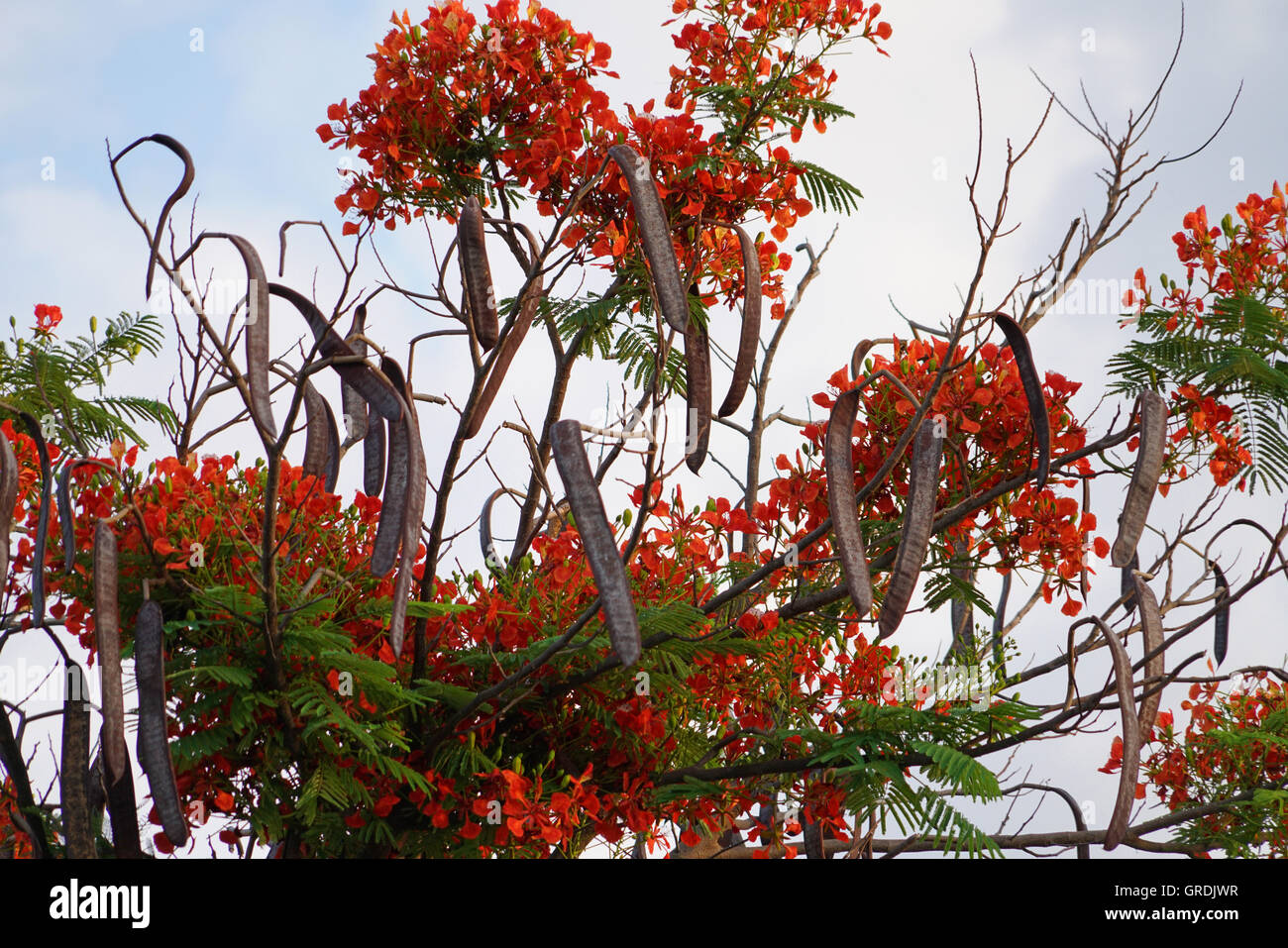 Flame Tree, Delonix Regia, Namibia Stock Photo