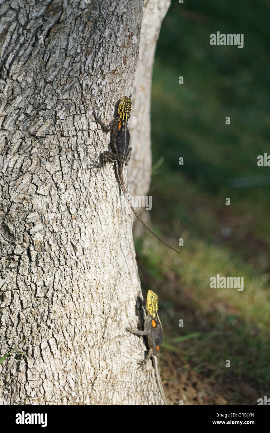 Agama, Tropical Lizards Stock Photo