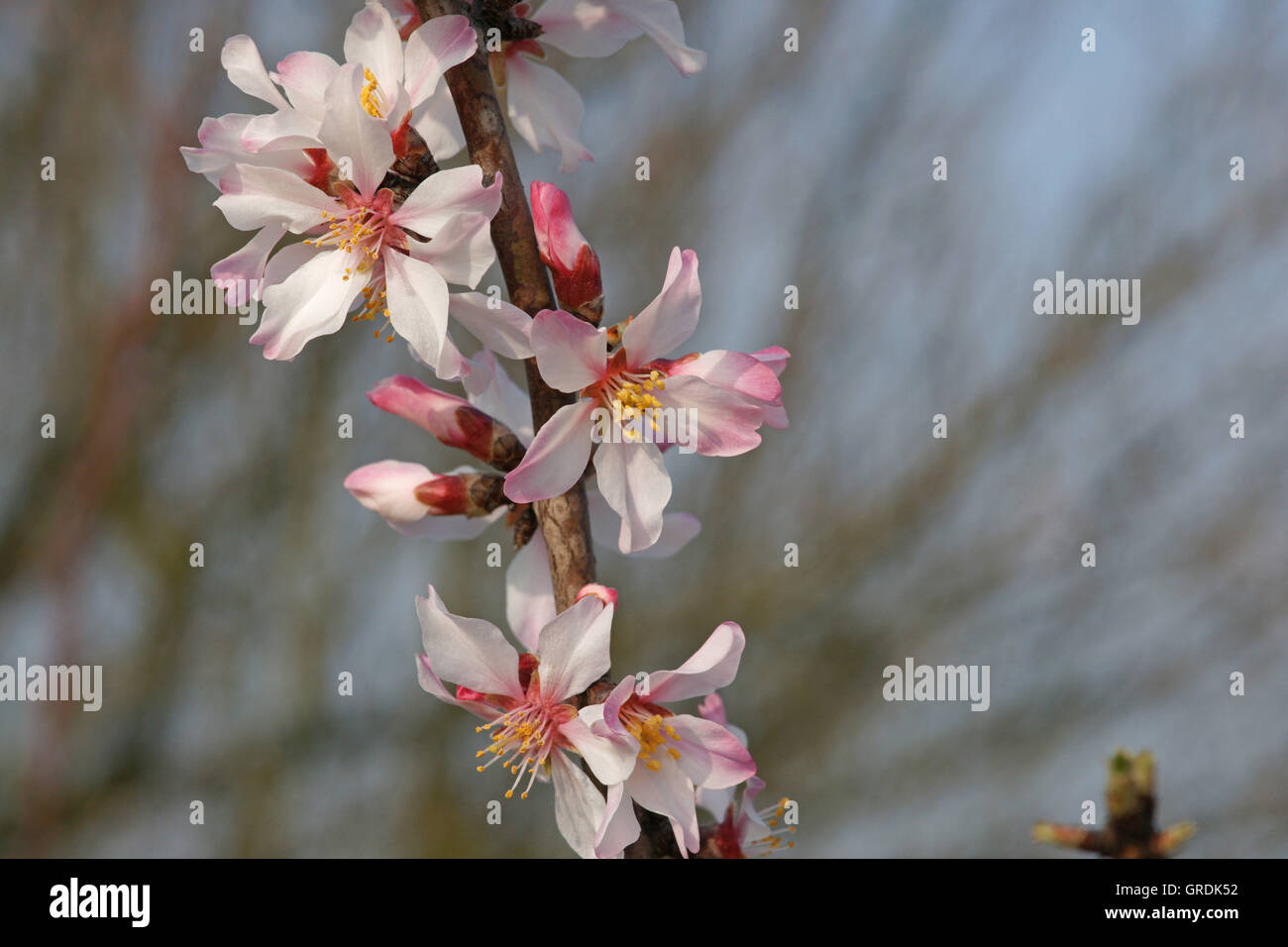 Almond Blossoms At German Wine Route, Palatinate Stock Photo
