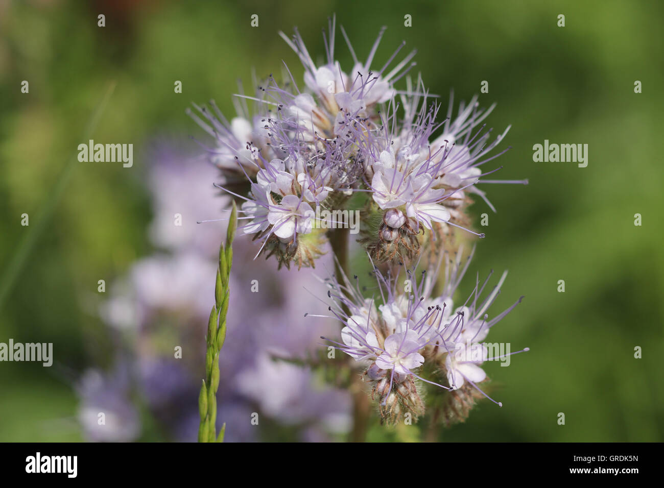 Lacy Phacelia, Phacelia Tanacetifolia, Green Manure And Food Source For Bees And Other Insects Stock Photo