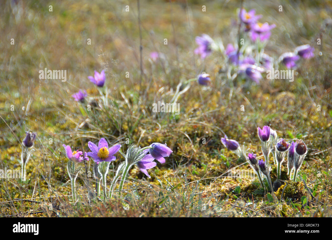 Wild Pasqueflowers Under Protection, Pulsatilla Stock Photo