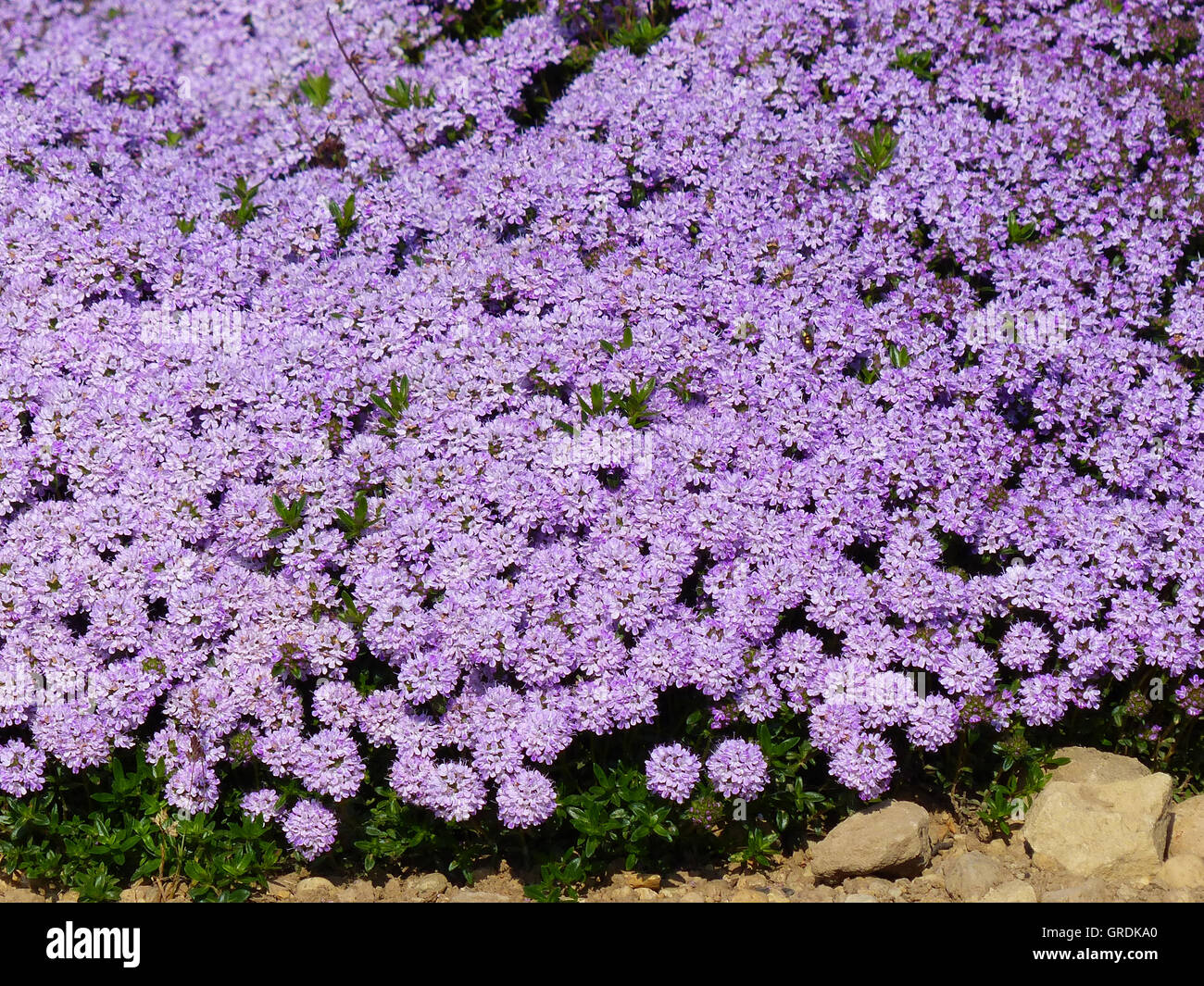 Violet Blooming Creeping Thyme Stock Photo