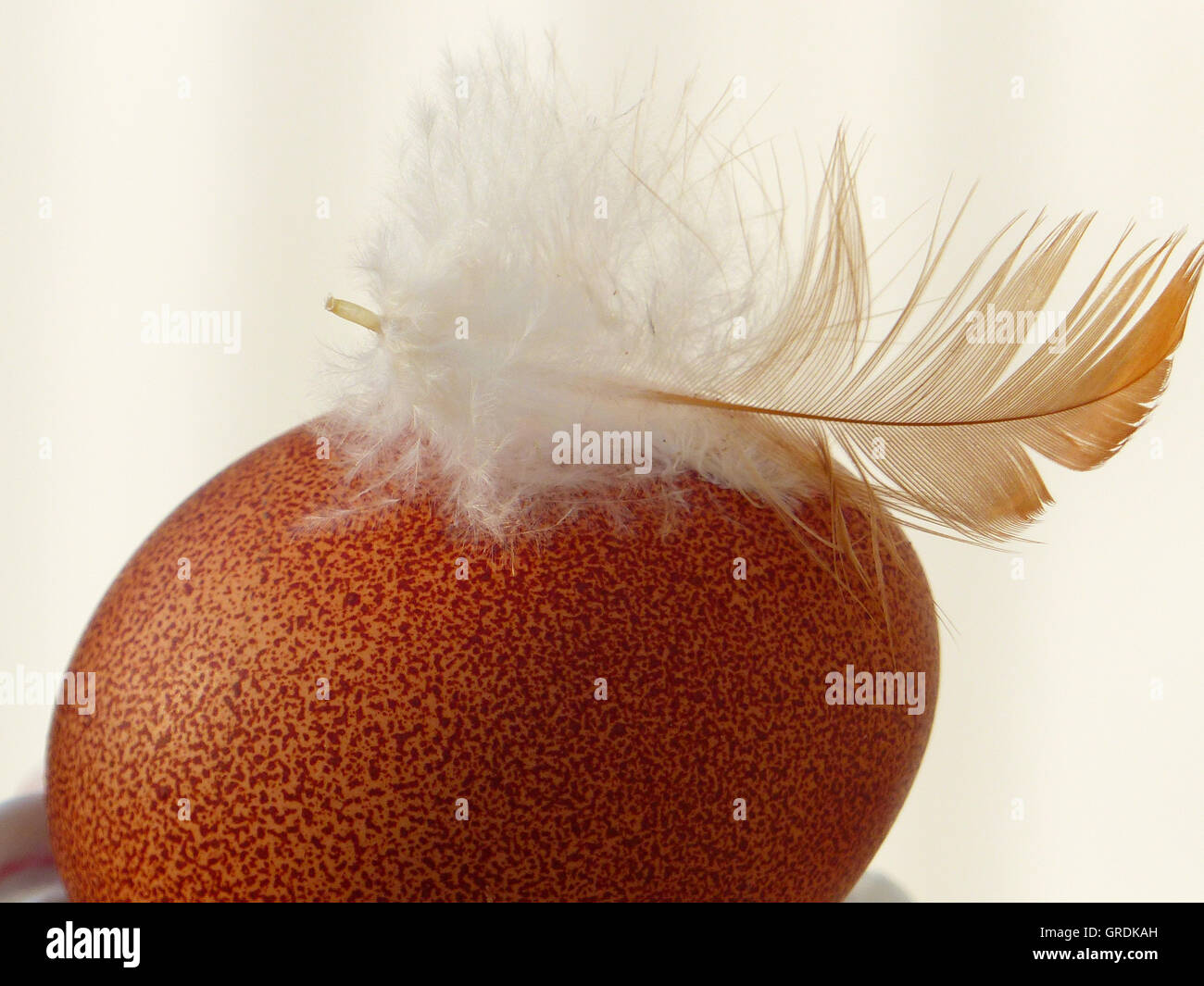 Dark Brown Easter Egg With A Feather Stock Photo