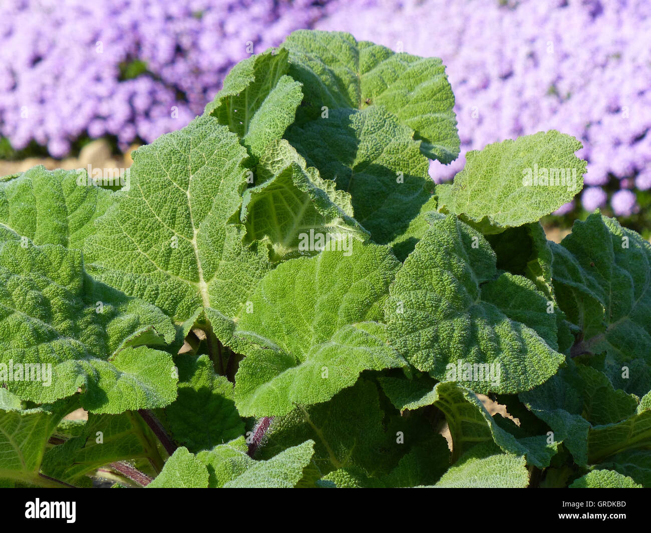Large Green Clary Sage Leaves, Salvia Sclarea, And Violet Blossoms Of Thyme Stock Photo