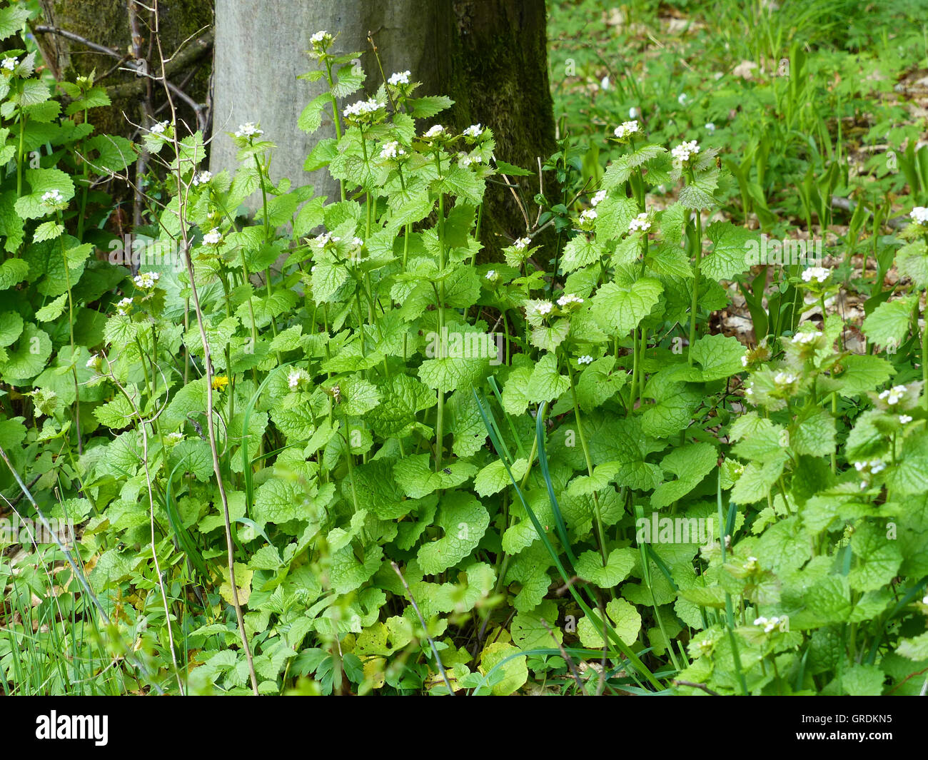 Garlic mustard plants forest floor hires stock photography and images