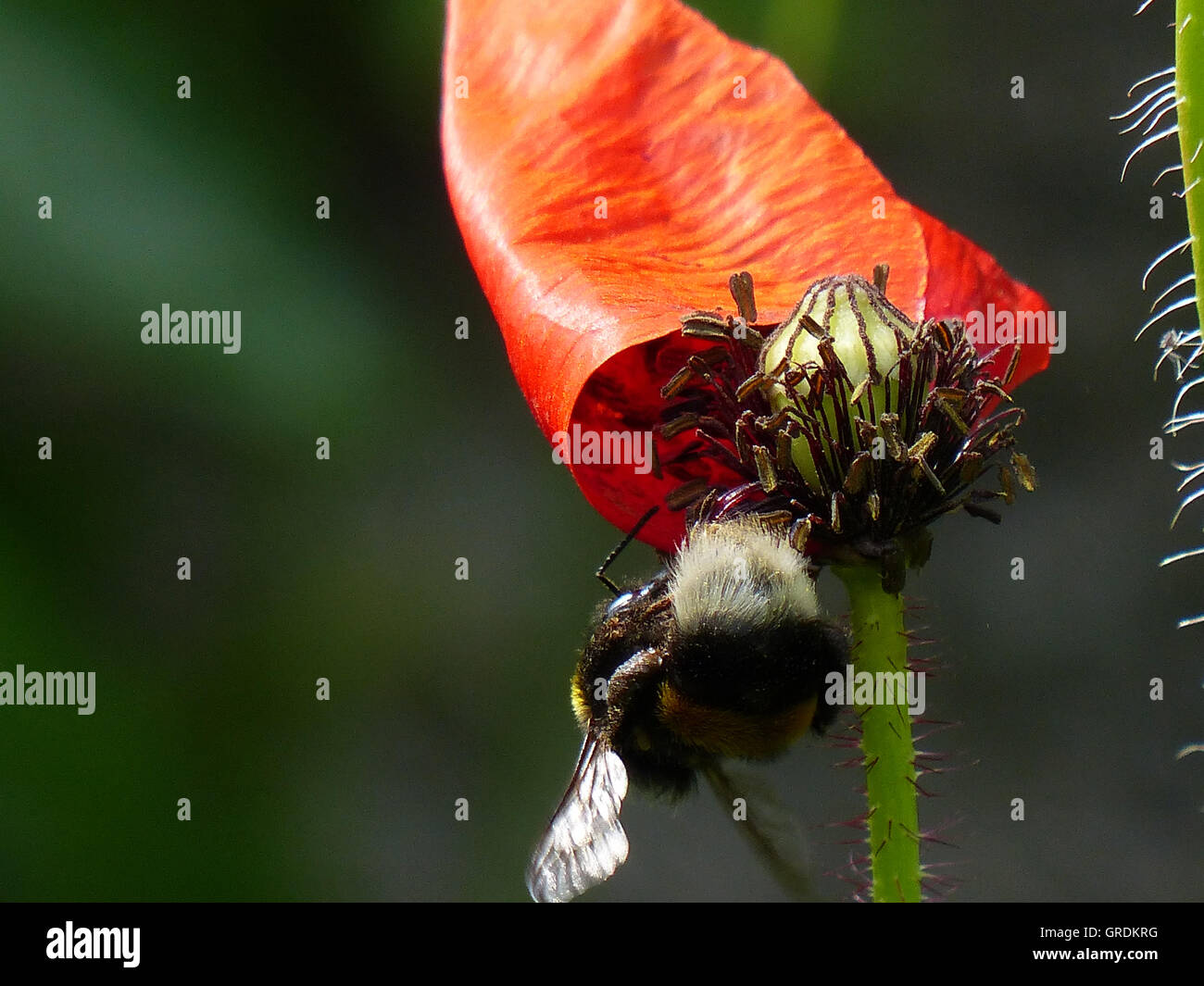 Bumblebee Gets Nectar From Flowering Red Poppy, Dark Green Background Stock Photo