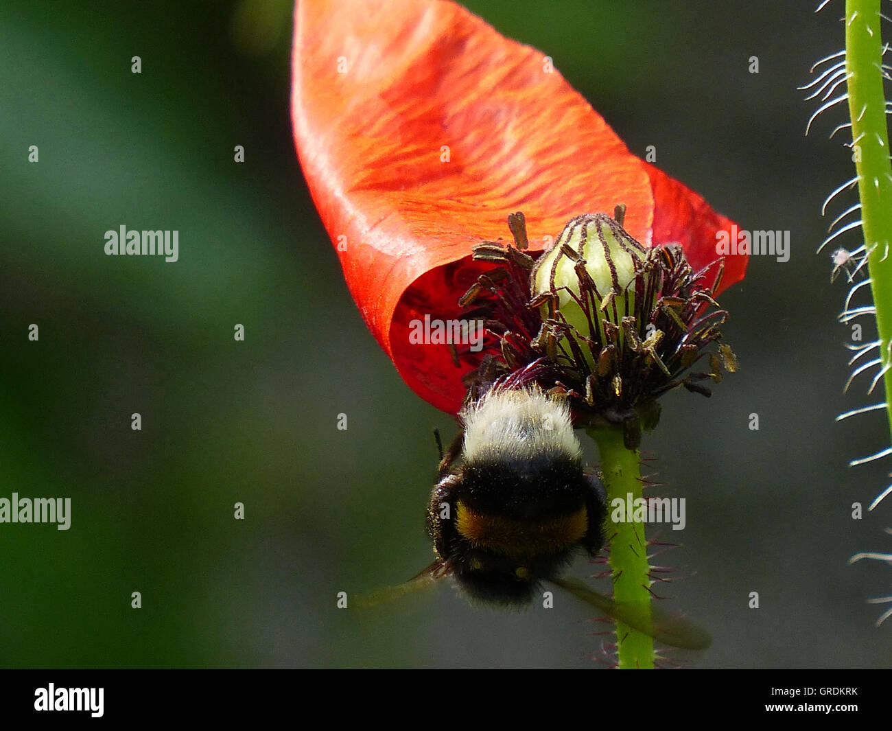 Bumblebee Gets Nectar From Flowering Red Poppy, Dark Green Background Stock Photo